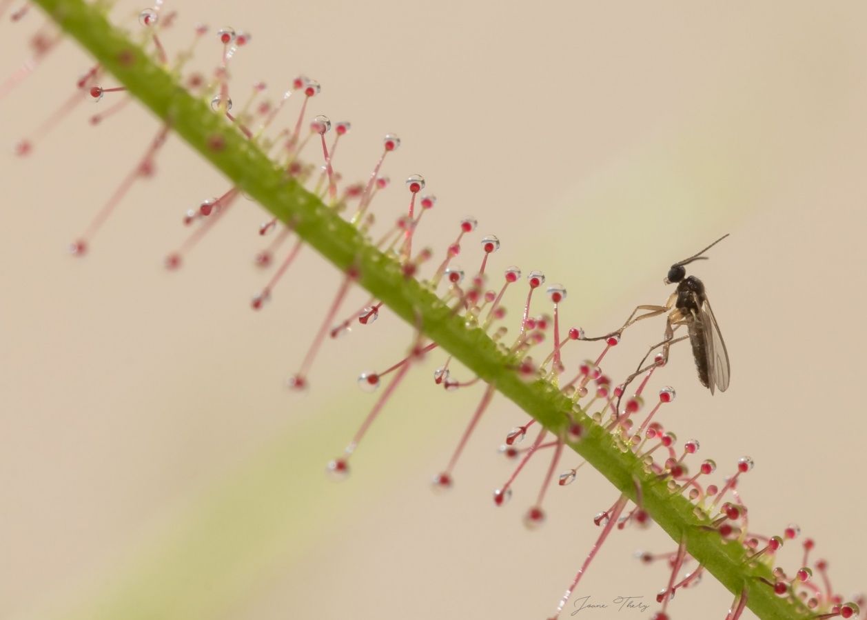 Essai en photo macro stabilisé avec le GorillaPod